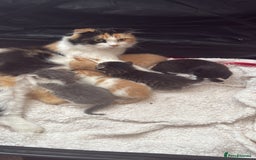 Scottish Fold cats for sale: Scottish fold mix with tabby .  - Image 28