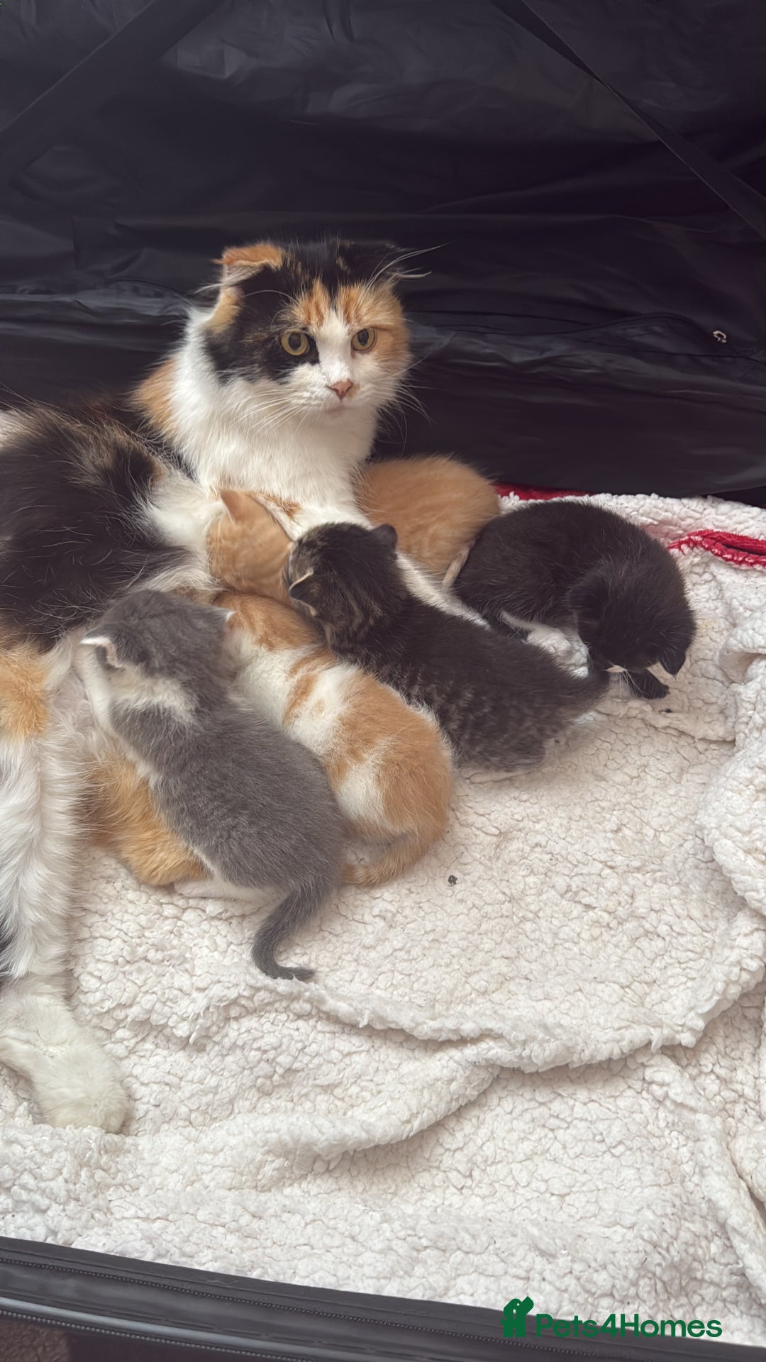 Scottish Fold cats for sale: Scottish fold mix with tabby .  - Image 28