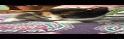 Mixed Breed cats for sale: 3 beautiful babies left in Milton Keynes - Advert 9