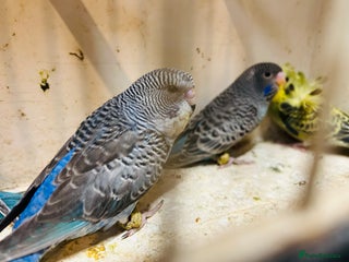 Budgerigars birds - Advert 14