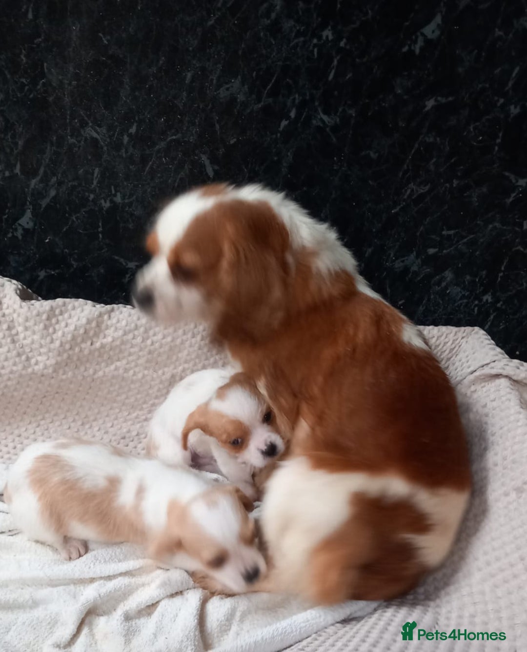 Cavapoo dogs for sale: Beautiful Cavapoo's for sale - Advert 3