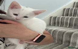 Mixed Breed cats for sale: Amazing kittens  - Image 3