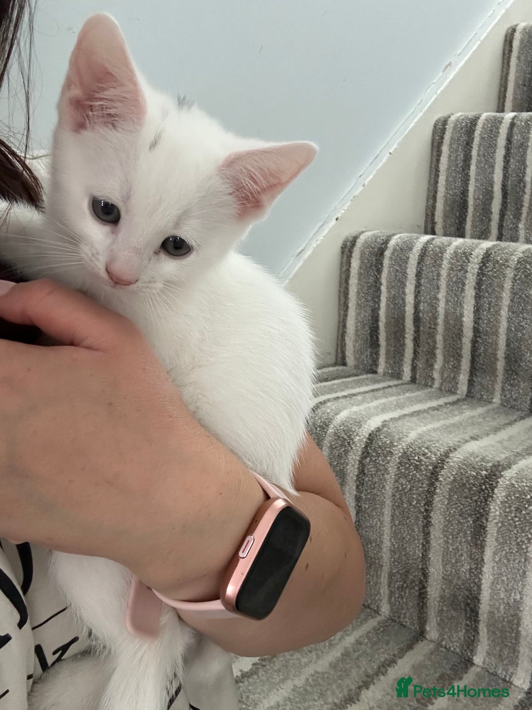 Mixed Breed cats for sale: Amazing kittens  - Image 3