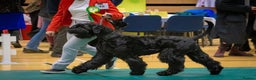 Giant Schnauzer dogs for stud: Stud dog - Giant Shnauzer  - Advert 2