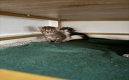 Brazilian Shorthair cats for sale: Gorgeous Brazilian short hair kittens - Image 9