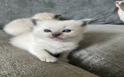 Ragdoll cats for sale: Ragdoll kittens for sale  - Image 4