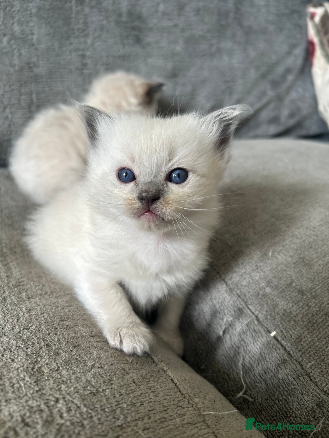 Ragdoll cats for sale: Ragdoll kittens for sale  - Image 4