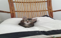 Tonkinese cats for sale: Beautiful Burmese X Baby - Image 2