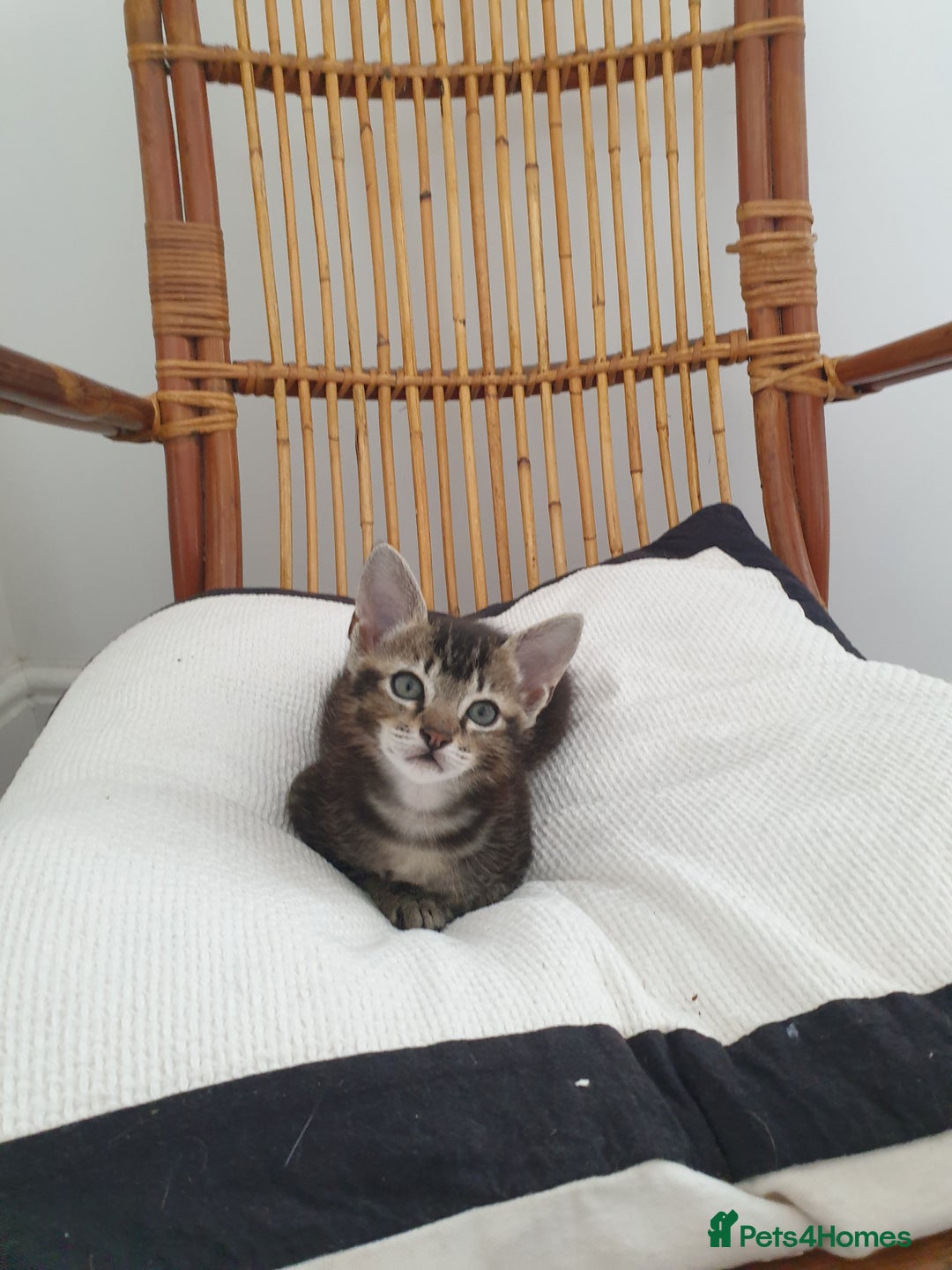 Tonkinese cats for sale: Beautiful Burmese X Baby - Image 2