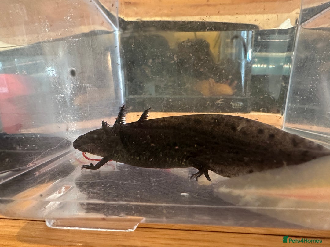 Other/Mixed Breed fish for sale: Young Axolotls for sale - Image 4