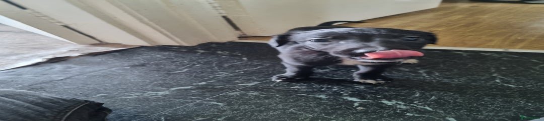 Lurcher Puppy 3