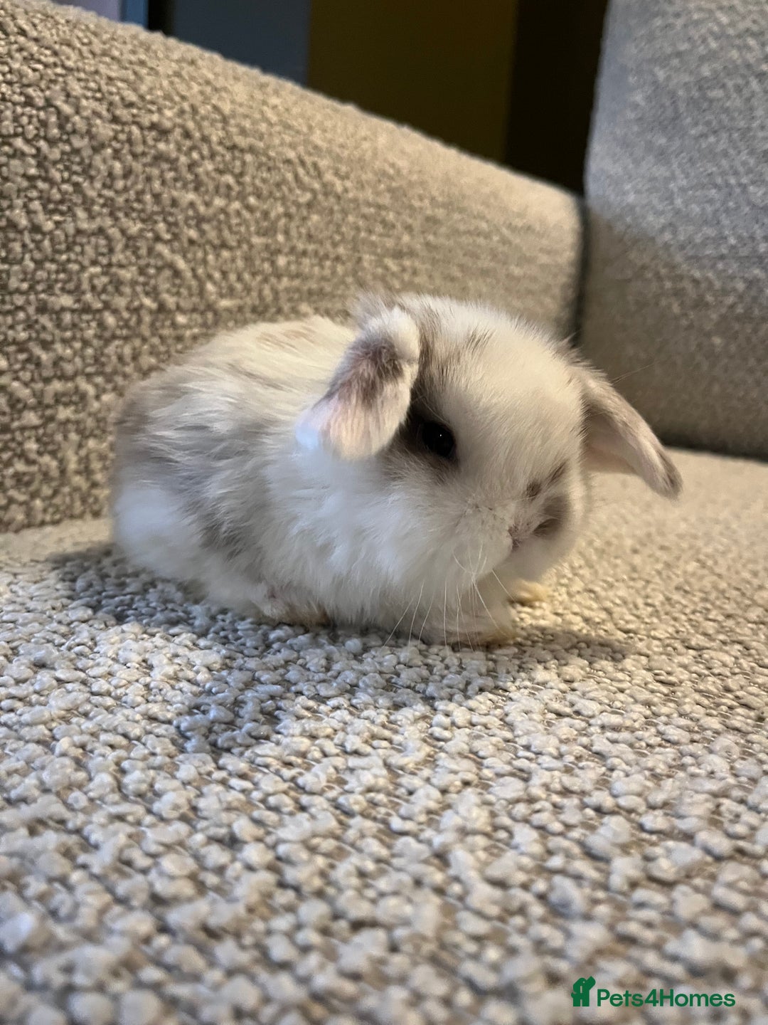 Mini Lop rabbits for sale: Mini lop baby buns  - Advert 1