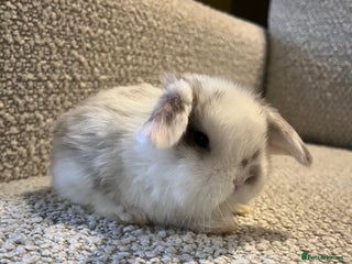 Mini Lop rabbits Mini lop baby buns - Advert 7