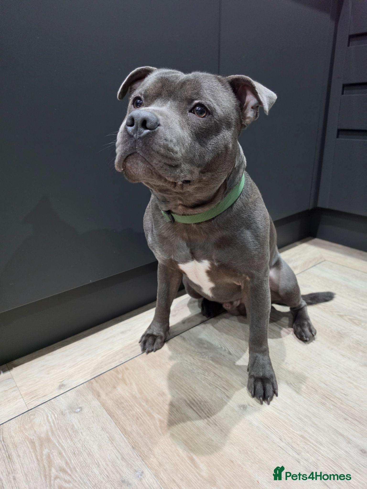 Staffordshire Bull Terrier dogs FOR STUD – Blue Staffordshire Bull Terrier. - Advert 2