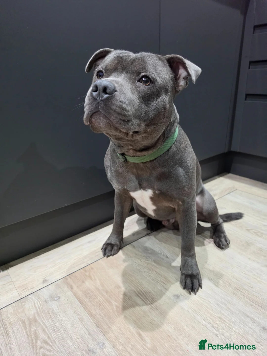 Staffordshire Bull Terrier dogs for stud: FOR STUD – Blue Staffordshire Bull Terrier. in Morecambe - Advert 2