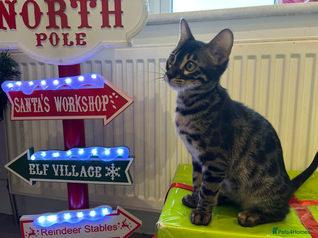 Bengal cats for sale: Stunning Charcoal Female Bengal Kitten - TICA - Advert 22