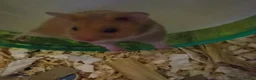 Hamster rodents for sale: Selling syrian hamster  in East Grinstead - Advert 2