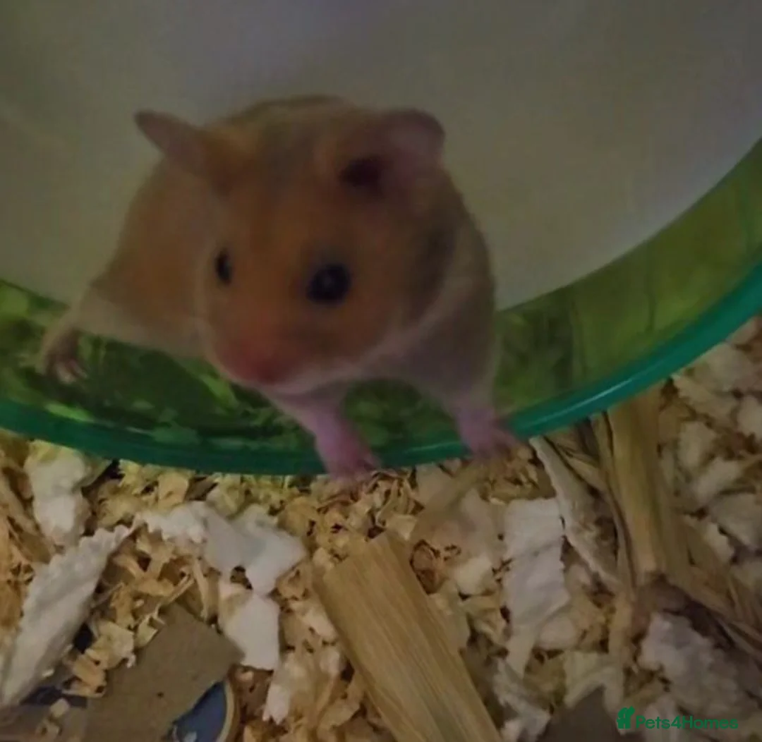 Hamster rodents for sale: Selling syrian hamster  in East Grinstead - Advert 2