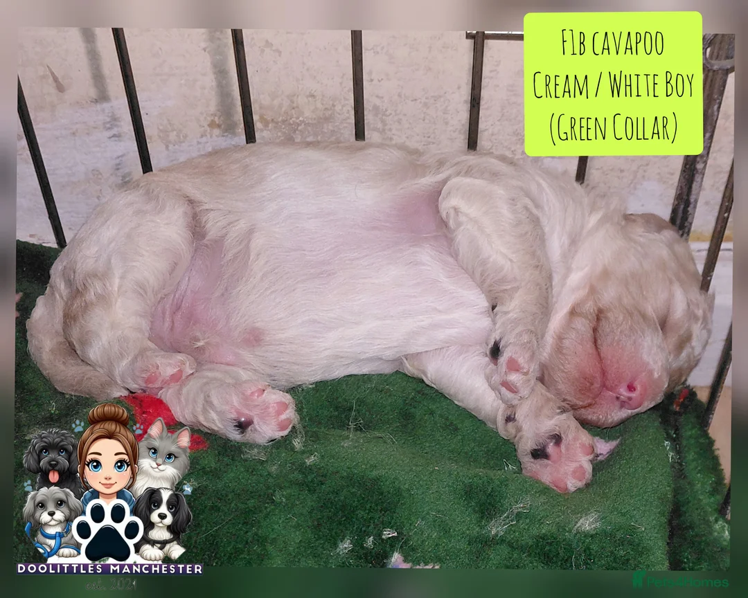 Cavapoo dogs for sale: 5* F1B Cavapoos  - Advert 9