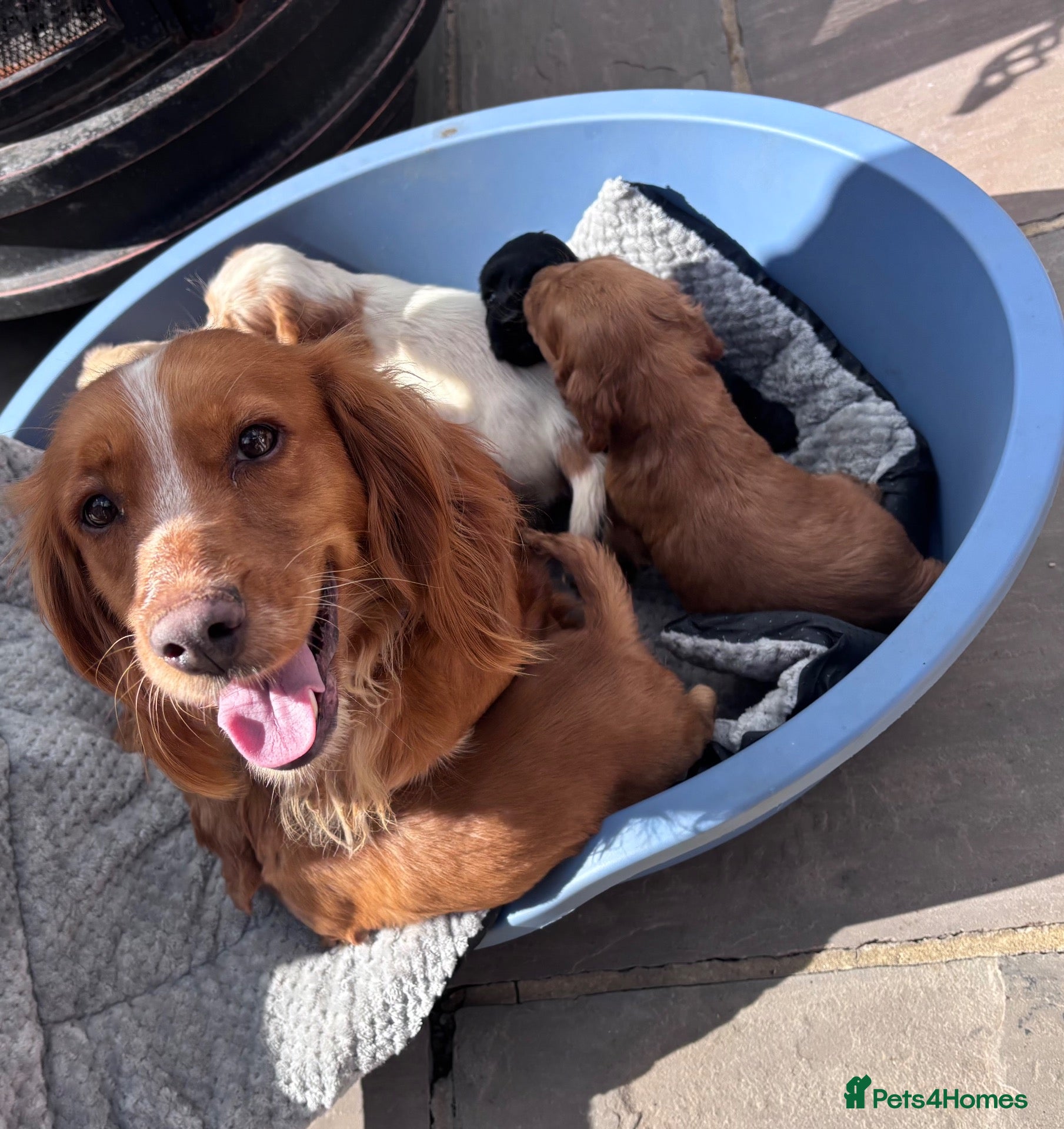 Cocker Spaniel dogs ❤️ Beautifull puppies available ❤️ - Advert 1
