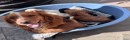 Cocker Spaniel dogs for sale: ❤️ Beautifull puppies available ❤️ - Advert 4