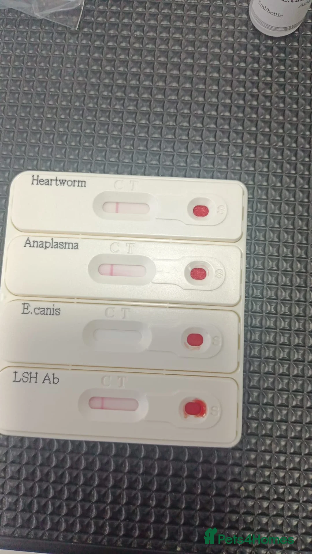 Mixed Breed dogs for adoption: 🐾Meet CHARLIE🐾 - a Lovely Boy for a Loving Home - Advert 16