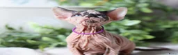 Sphynx cats for sale: Beautiful Pedigree Sphynx Kittens  - Advert 18