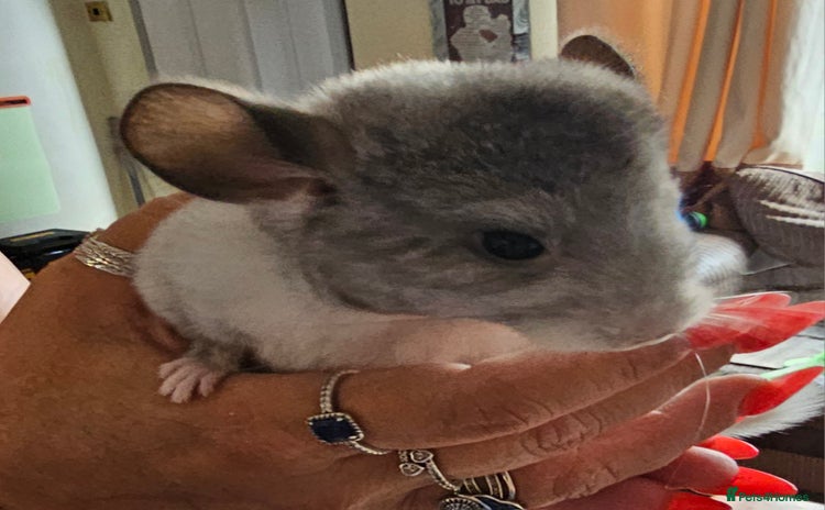 Chinchilla rodents - Advert 1