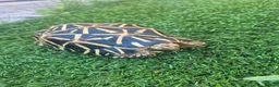 Tortoise reptiles for sale: MALE INDIAN STAR TORTOISE  in Newcastle upon Tyne - Advert 1