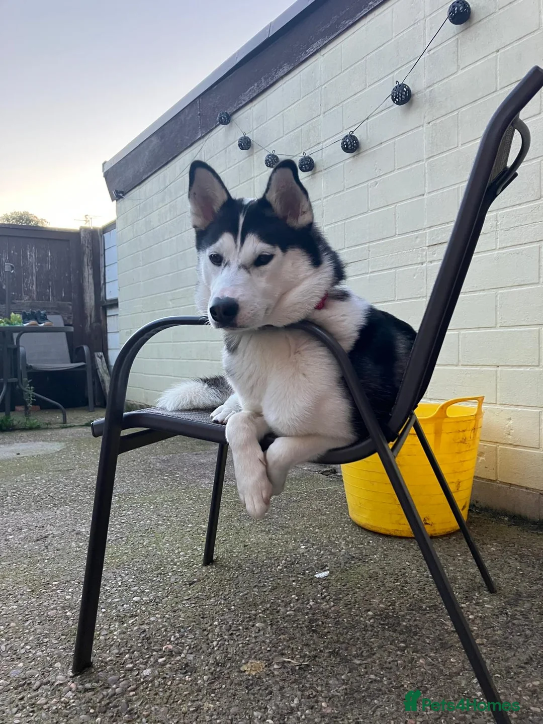Siberian Husky dogs for sale: Luna (AKA Mrs Moon) - Advert 2