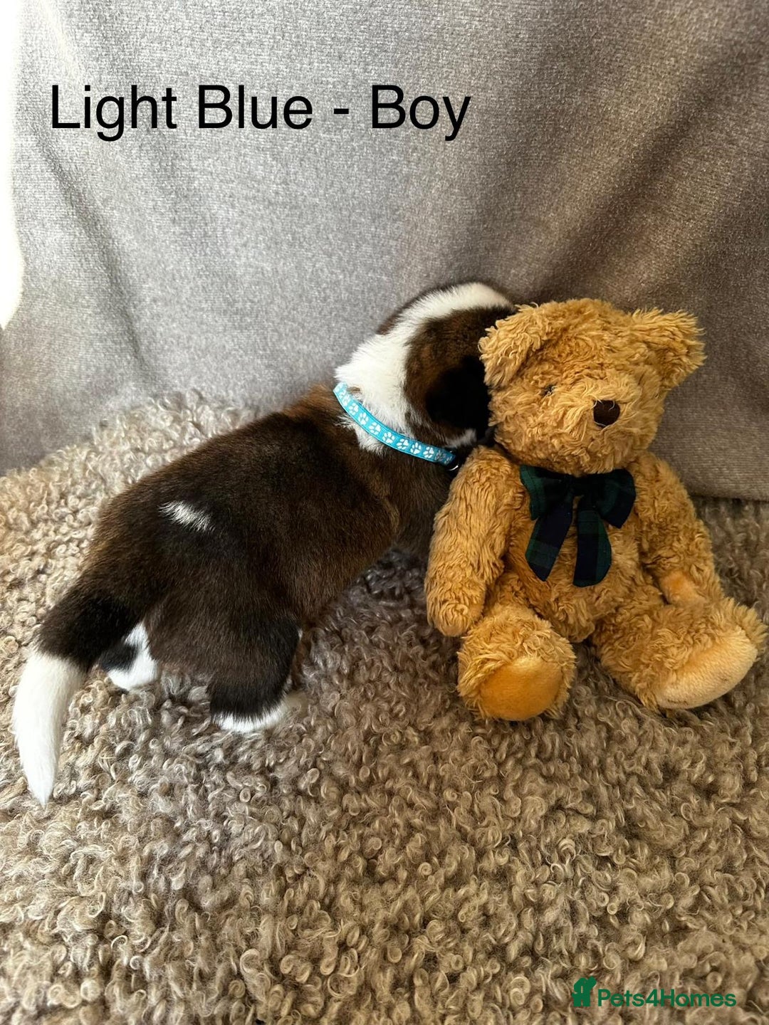 Saint Bernard dogs for sale: Outstanding KC Saint Bernard Puppies - Advert 8