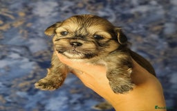 Shih Tzu dogs for sale: Beautiful Shih Tzu Puppies  - Image 9