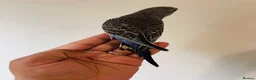 Budgerigars birds for sale: Hand reared budgies for sale  - Advert 14