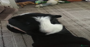 Guinea Pig rodents - Advert 10