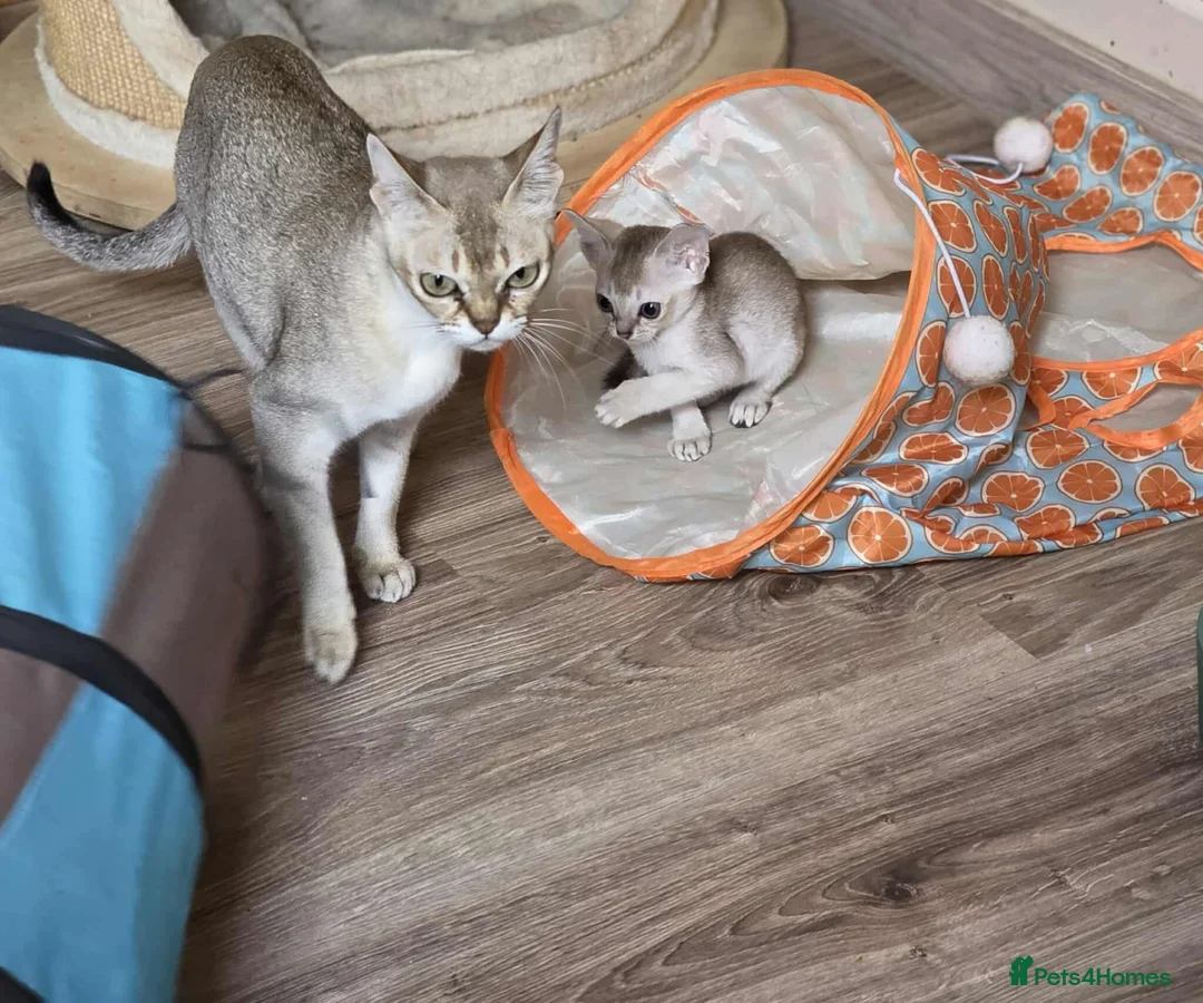 Singapura cats for sale: Stunning Singapura kittens  - Advert 9