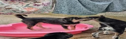 Mixed Breed dogs for sale: Beautiful family raised Husky x Springador Puppies - Advert 4