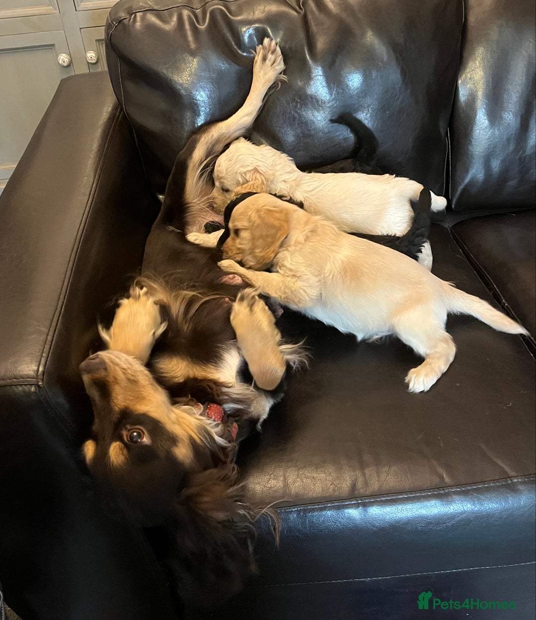 Cockapoo dogs for sale: COCKAPOO PUPPIES  - Image 3