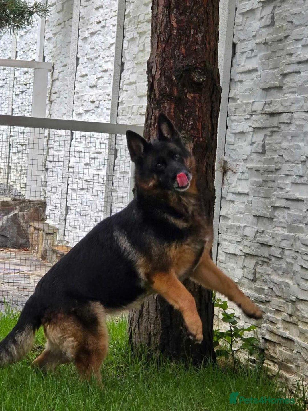German Shepherd dogs for adoption: 💖🐶 NIKKI 🐶💖 - Image 4