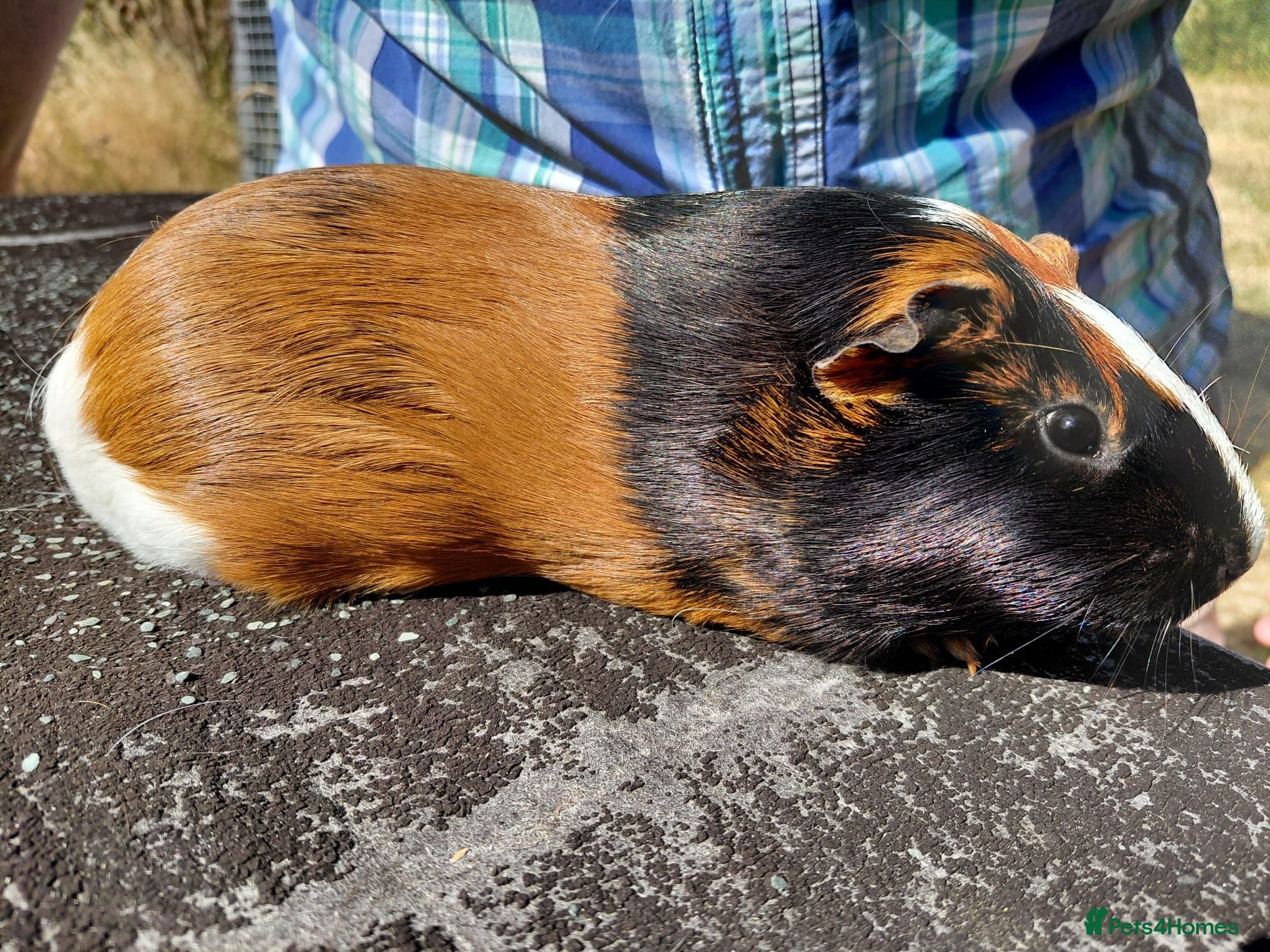 Guinea Pig rodents Pretty female guinea pigs for sale  - Advert 1