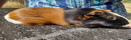 Guinea Pig rodents for sale: Pretty female guinea pigs for sale  - Advert 1