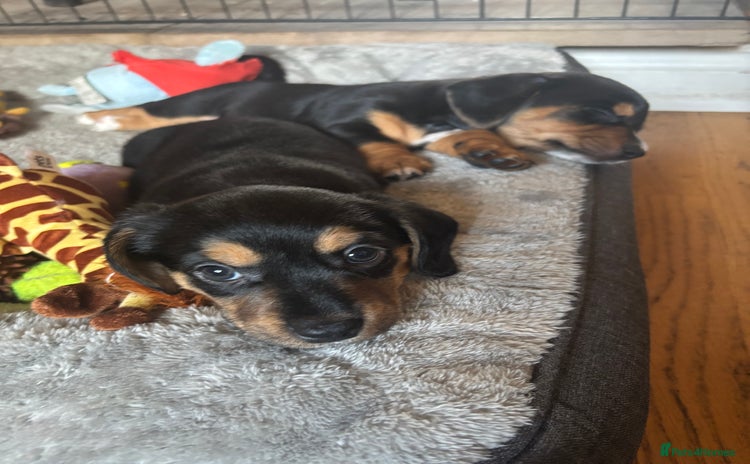 Mixed Breed dogs - Advert 1