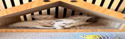 Ragdoll cats for sale: Beautiful Ragdoll kittens - Advert 4