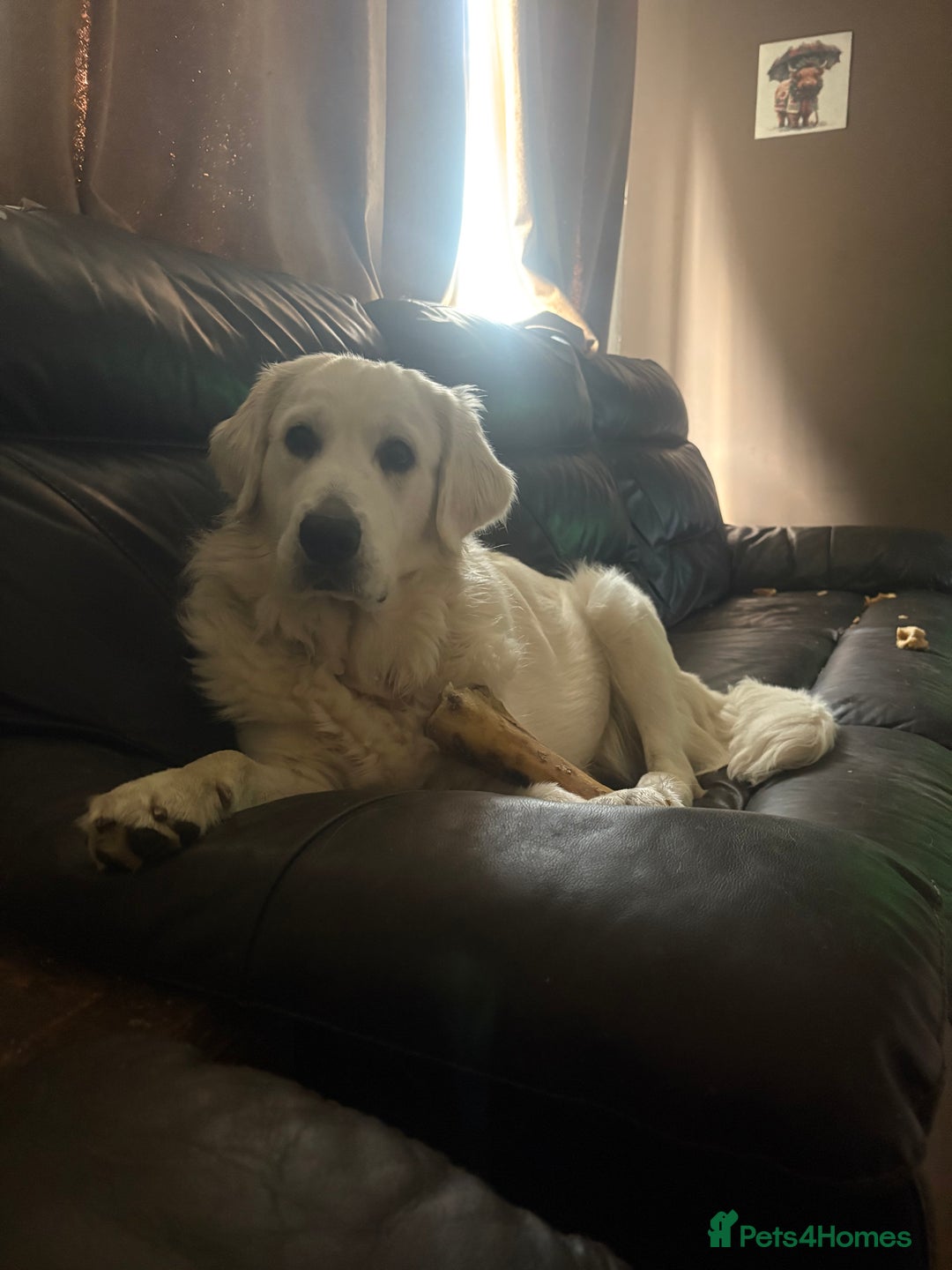 Golden Retriever dogs for sale: Golden retriever Stanley 14 months old - Advert 1