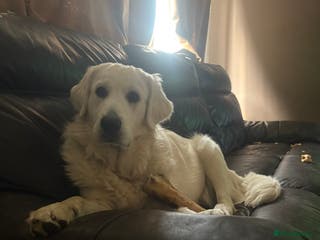 Golden Retriever dogs Golden retriever Stanley 14 months old - Advert 2