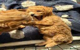 Maltipoo dogs for sale: Last boy left 💙💙 - Image 5