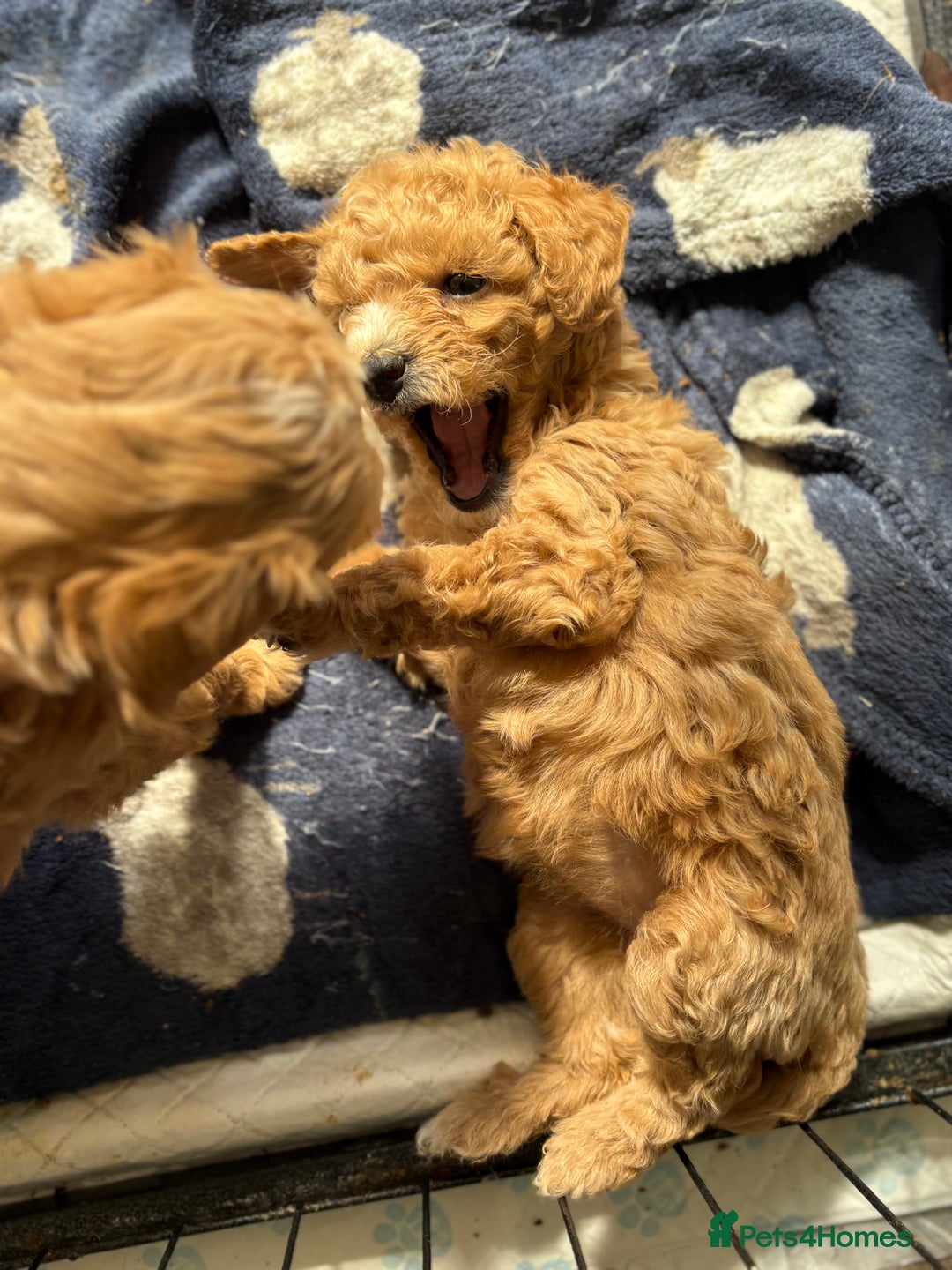Maltipoo dogs for sale: Last boy left 💙💙 - Image 5