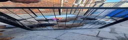 Miniature Dachshund dogs for sale: Kc registered Miniature dachshunds  - Advert 15