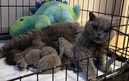 British Shorthair cats for sale: British Shorthair babies 💞💞💞 - Image 11