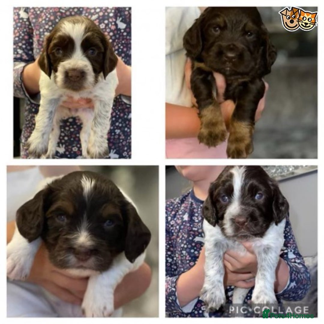 Cocker Spaniel dogs for stud: 🔥🔥AT STUD COCKER SPANIEL ROAN🔥🔥 in Newcastle upon Tyne - Advert 3