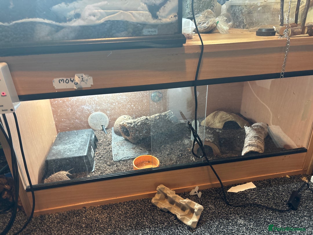 Leopard Gecko reptiles for sale: Leopard gecko - Advert 1